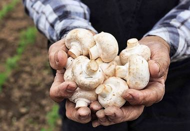 قیمت قارچ؛ مرز گرانفروشی کجاست؟