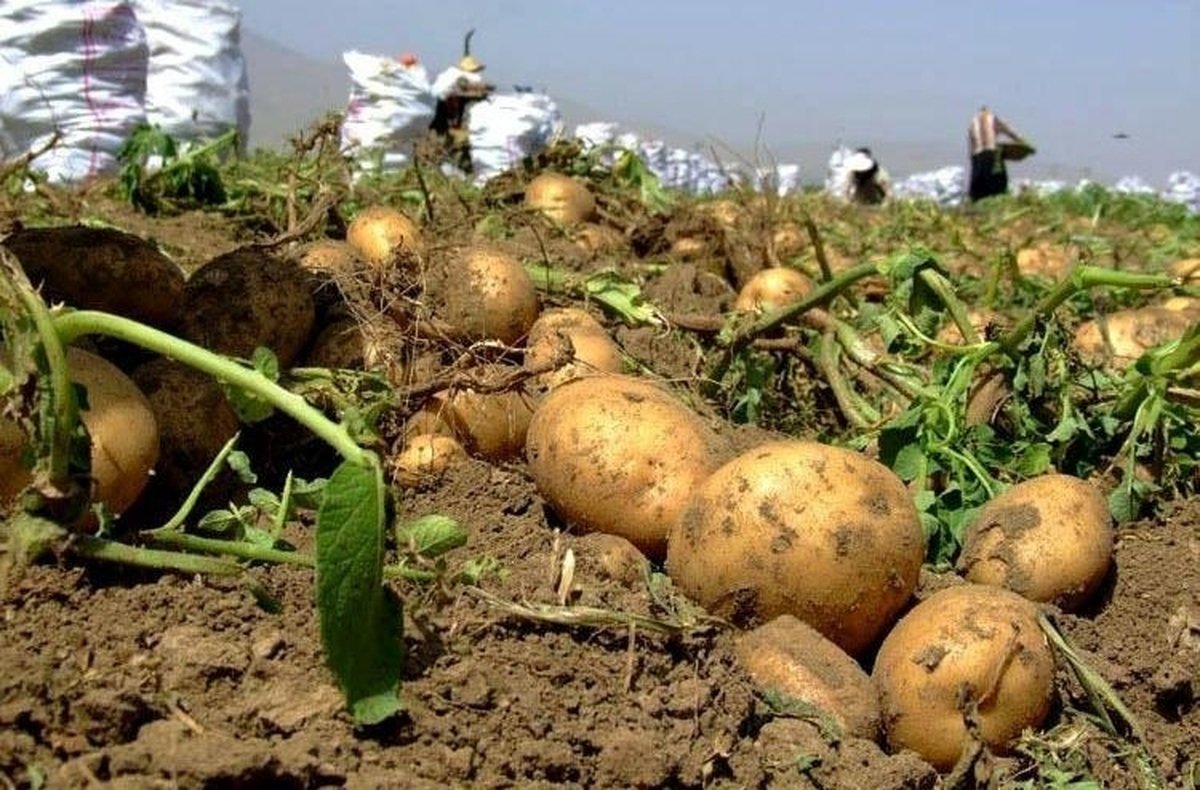 حربه دولت برای کاهش قیمت سیبزمینی در بازار