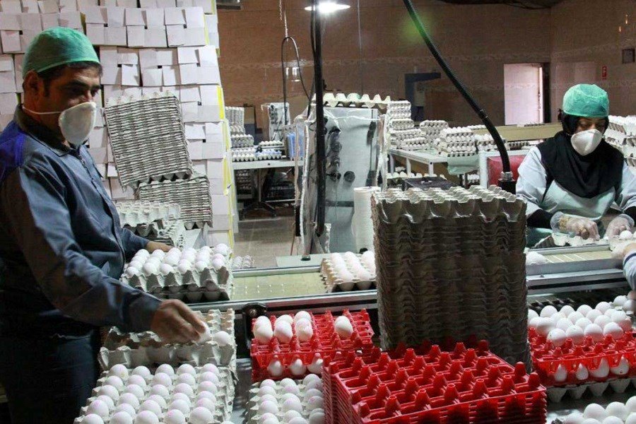 قیمت تخم‌مرغ دوباره رکورد زد