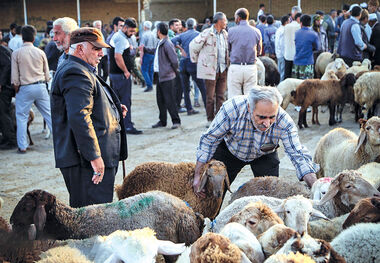 قیمت دام زنده به 530 هزار تومان رسید
