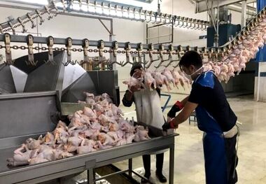 قیمت مرغ امروز پنجشنبه 29 خرداد چقدر است؟