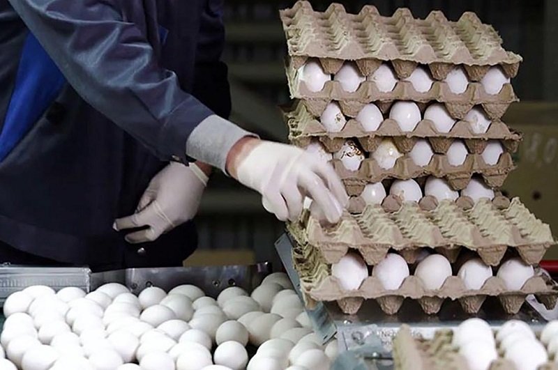 قیمت تخم‌مرغ در بازار/ بسته 6 عددی چند؟