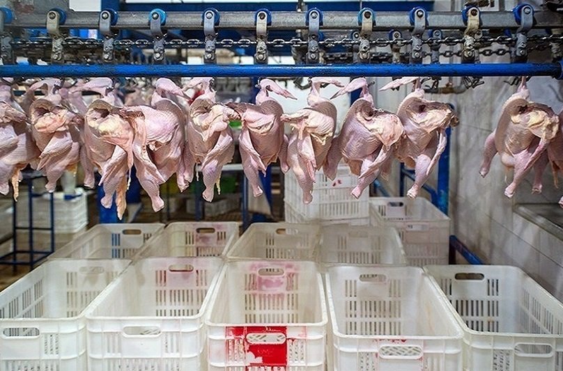 قیمت مرغ امروز 28 مهر/ مرغ کشتار روز چند؟