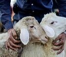 قیمت دام زنده در آستانه عید قربان