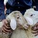قیمت دام زنده در بازار اعلام شد