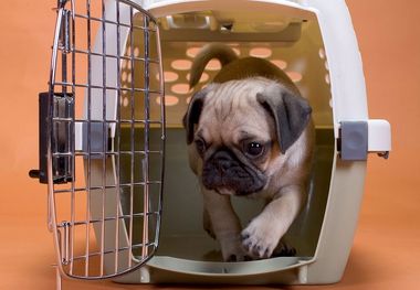 واردات حیوانات خانگی آغاز شد!