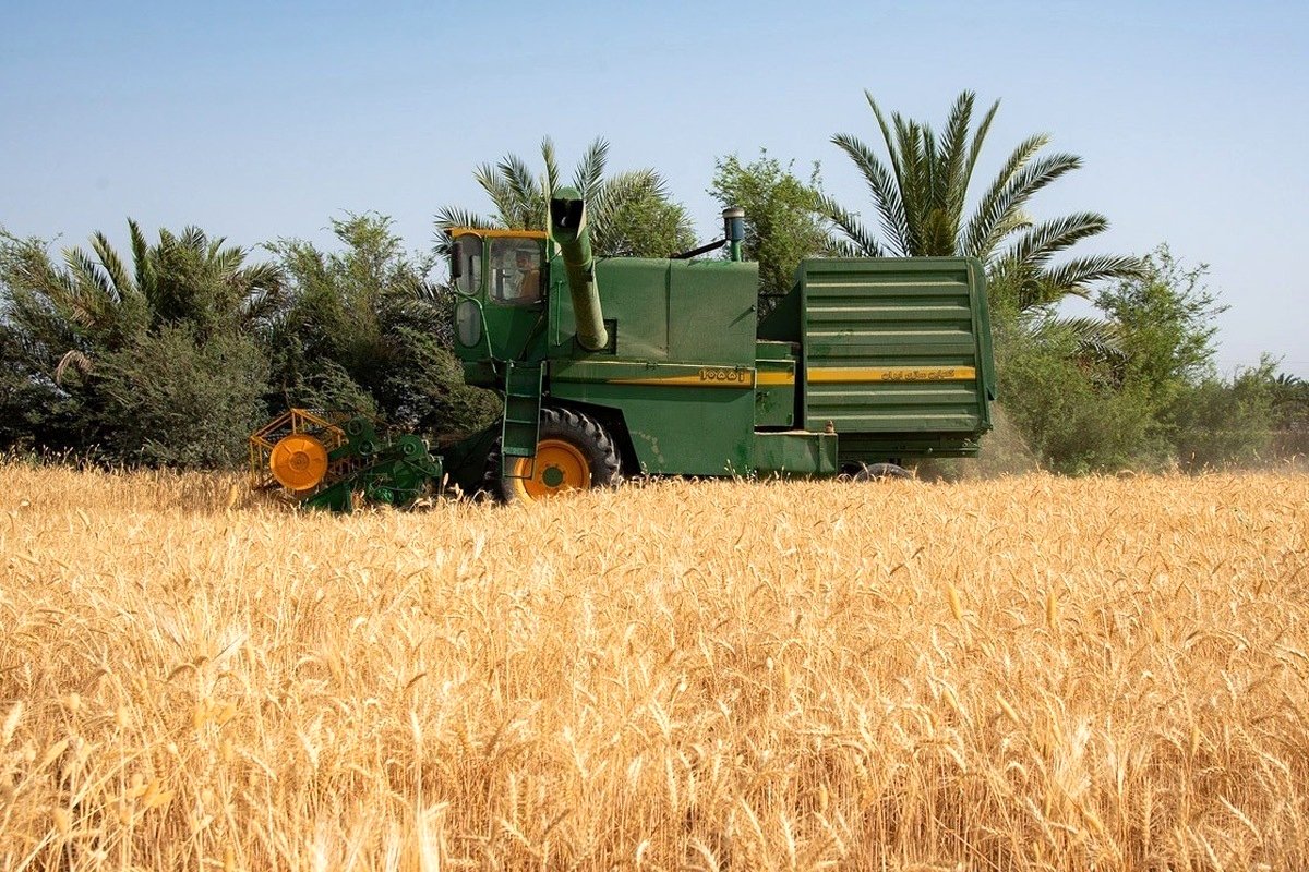 نرخ خرید تضمینی گندم؛ قیمت گندم معمولی و دوروم چقدر است؟